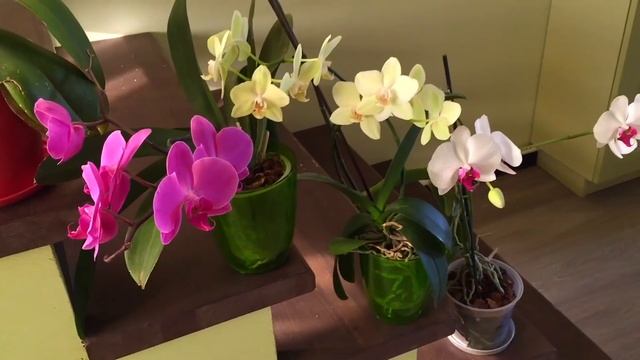 Когда и как кормить ОРХИДЕЮ чтобы цвела орхидея дольше и пышнее смотреть онлайн