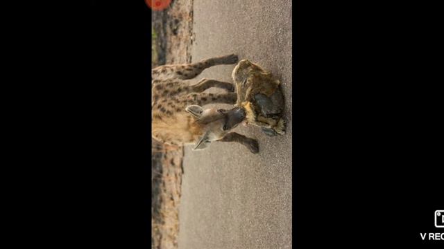 Три видео с бойнями животных-зверей смотреть онлайн