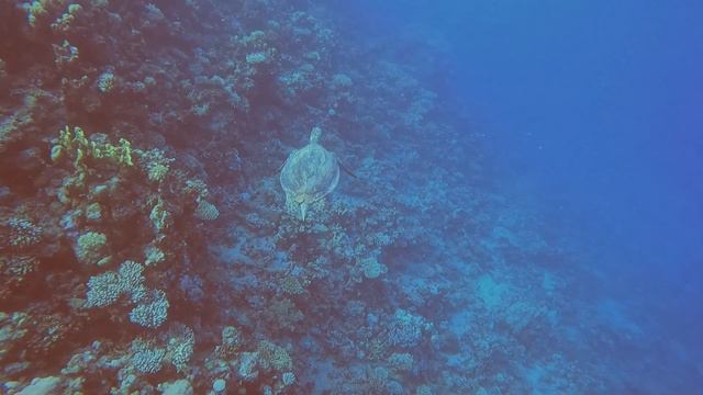 Tauchurlaub Ägypten 09/2021 - El Quseir - Rohanou Beach Resort смотреть онлайн