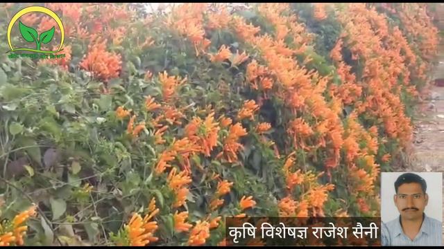 Begonia Vista Lady | Begonia, Plants, Plant leaves & Flower | बेगोनिया विस्टा смотреть онлайн