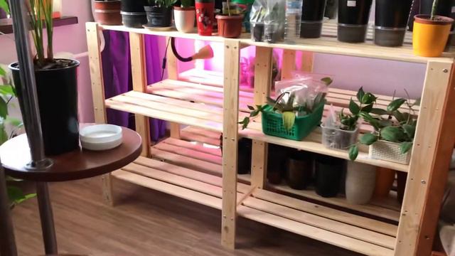 Стеллаж заполнен))) и гибискусы цветут🌺 смотреть онлайн