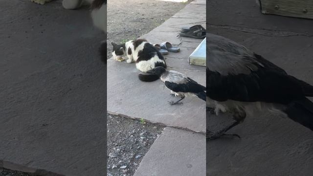Серая ворона и кот. Каркуша наглеет) уже начинает доставать котов. смотреть онлайн
