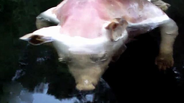 Жуткий мутант утопленник с телом свиньи и человеческими руками смотреть онлайн