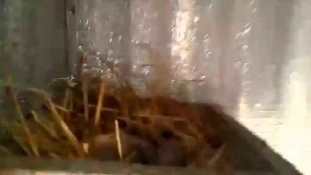 НИКОЛАЕВСКИЕ ГОЛУБИ - ЧЁРНЫЕ БЕЛОБОРОДЫЕ. ЛИПЕЦКАЯ ОБЛ. С. БАРЯТИНО. СЕРГЕЙ. смотреть онлайн