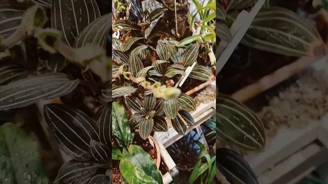 Sapatinho pinocchio e a oitava floração😱🥰 #orchidées#orquideas #sapatinho#flores#fleur#paphiopedilu смотреть онлайн