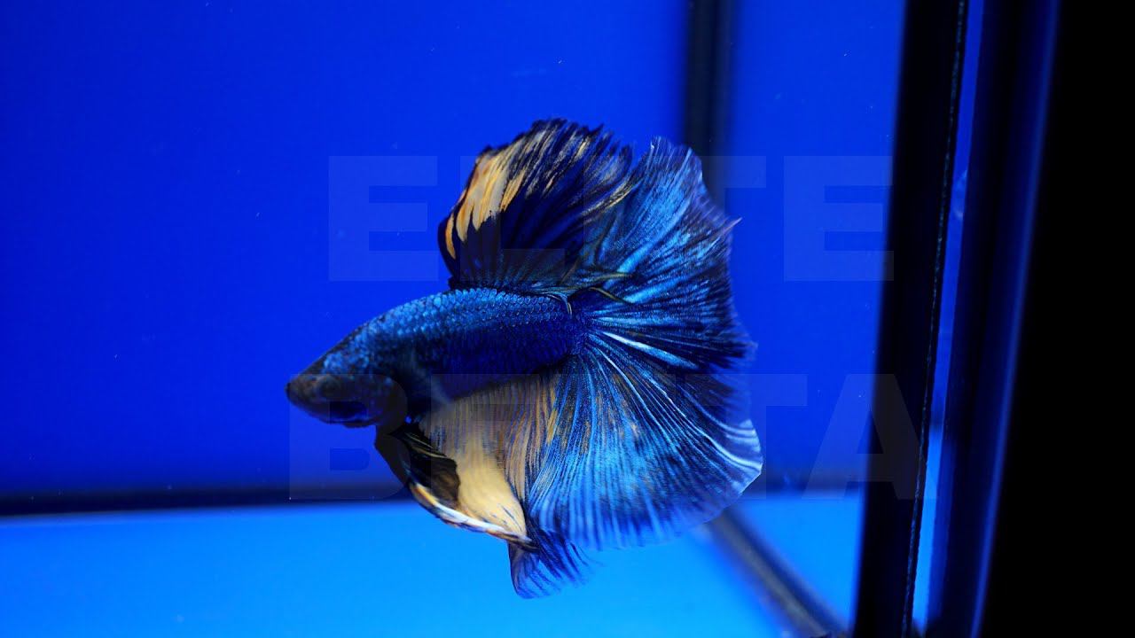 Рыбка петушок синее золото #bettafish #betta #aquariumfish #петушок #аквариумныерыбки #рыбка