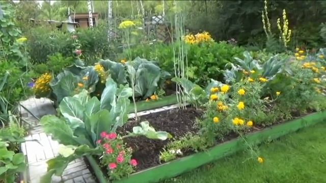 Зачем нужны цветы в огороде? Как они помогают овощам дать хороший урожай смотреть онлайн