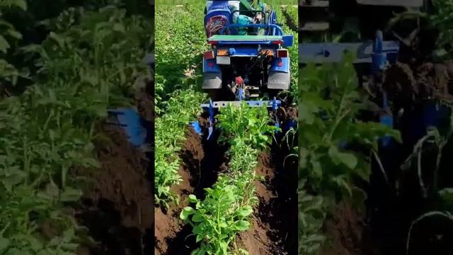 Как окучивать картофель, мотоблок мтз БЕЛАРУС #мотоблок #agriculture #traktor #2023 #farmlife#обзо смотреть онлайн