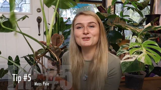 How to Air Layer + Propagate Variegated Monstera Albo | Final Growth Update (part 3) смотреть онлайн