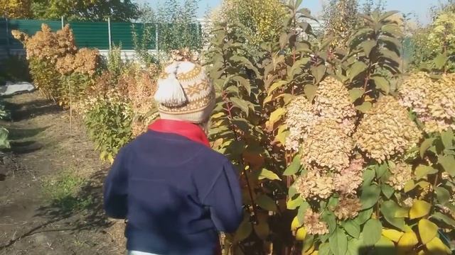 15 октября 2018 Метельчатые гортензии. Последние мгновения перед обрезкой. смотреть онлайн