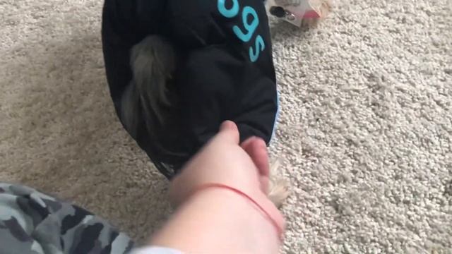 Много одежды для собак.Выбираю зимний комбинезон йорку. Примерка. смотреть онлайн