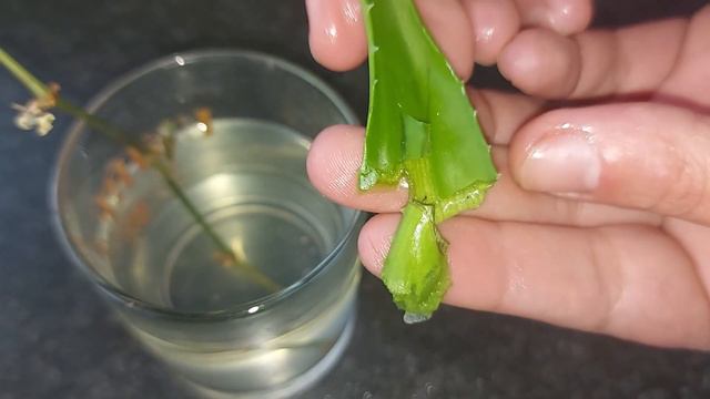 Stimulatori naturali de formare a rădăcinilor la butasi смотреть онлайн