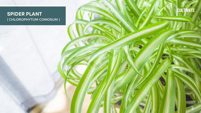 TOP 10 Houseplants for Your Bedroom 🍃🏠 Air Purifying Indoor Plants 🪴🌿 смотреть онлайн