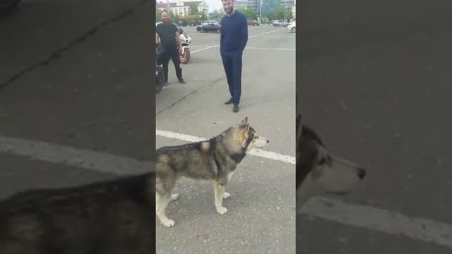 В чечне в грозном волк читает азан когда наступило время для намаза смотреть онлайн