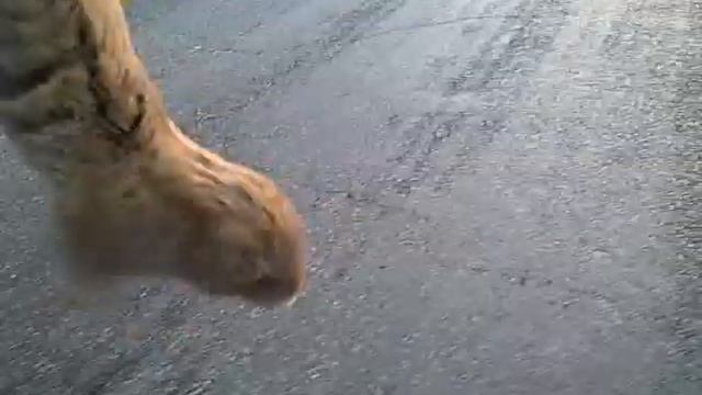Сарделька с лапами смотреть онлайн