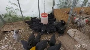 Куры породы Чёрный австралорп.