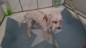 Как помыть мальтипу