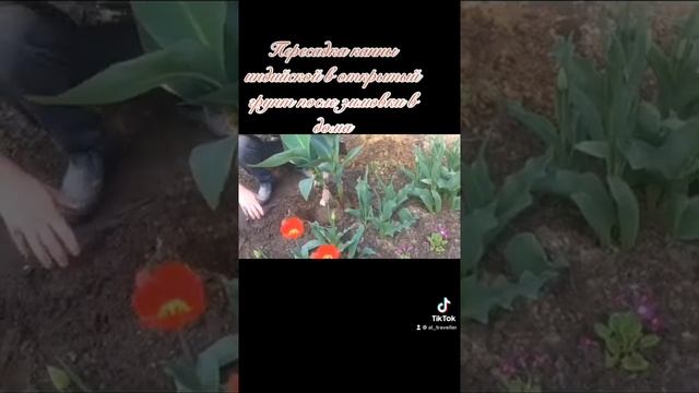Канна индийская посадка и разведение.mp4 смотреть онлайн