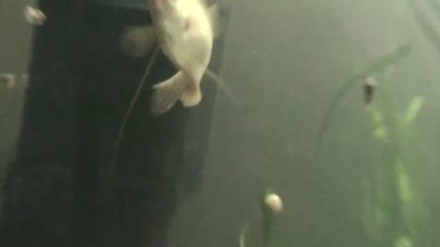 Подводный мир в аквариуме: удивительный монстры Underwater World aquarium awesome monsters смотреть онлайн