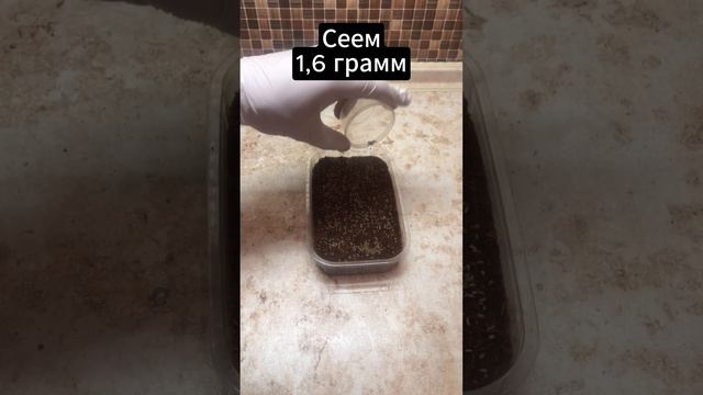 Как сажать петрушку