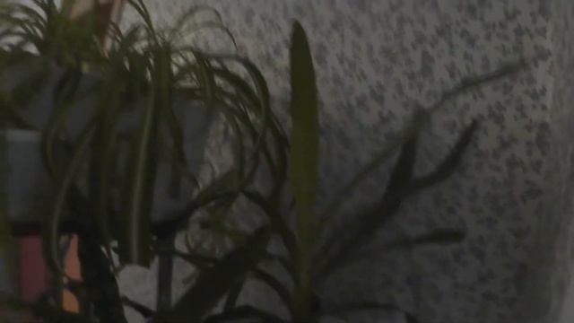 Новости с подоконника на июль 2018 смотреть онлайн