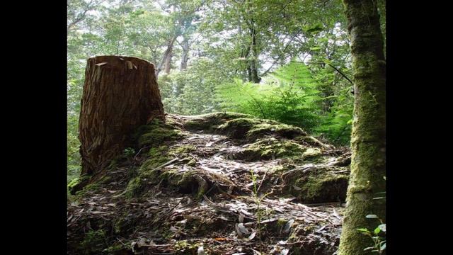 Bruny Island Tasmania Australia смотреть онлайн