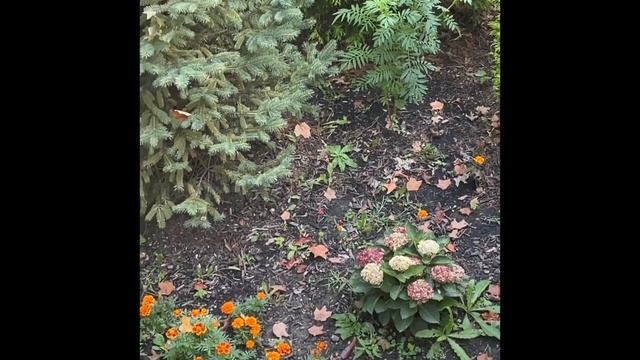 Начало Октября в Огайо. Теплые дни. Белки делают запасы. Мои цветники. смотреть онлайн