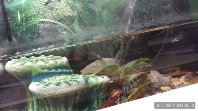 Что делать черепашка пока меня нет в комнате!!