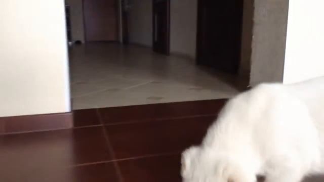 Щенок САО мальчик - рожден 6.08.15- продается смотреть онлайн