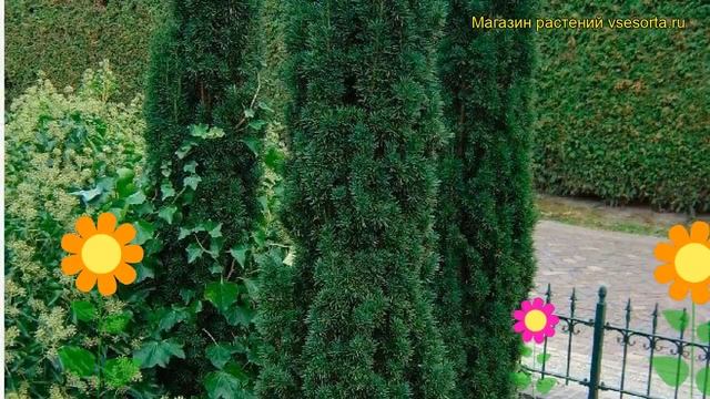 Тис ягодный. Краткий обзор: Тис ягодный описание характеристик, где купить саженцы Taxus Baccata