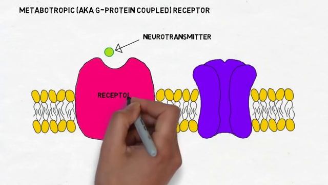 2-Minute Neuroscience: Receptors & Ligands смотреть онлайн