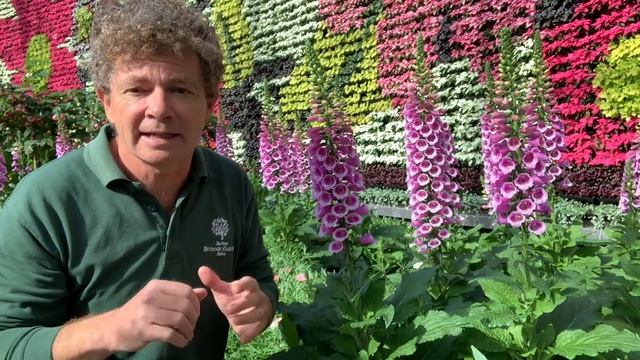 Digitalis purpurea (Foxglove) смотреть онлайн