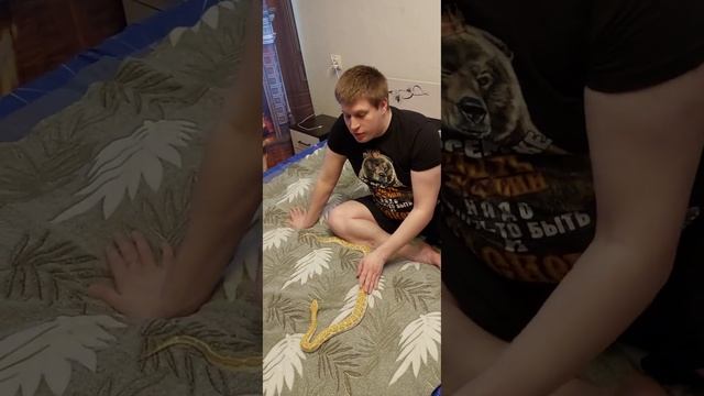 Тигровый питон , несколько простых правил. смотреть онлайн