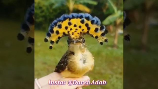 Красивая птица Ма ша Аллох смотреть онлайн