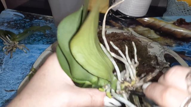 Пересадка Орхидейки и отделение детки от мамки и это еще не все ?? смотреть онлайн