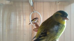 14.04.19. Птицы на балконе .