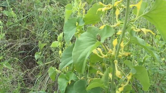 Aristolochia clematitis ou Aristoloche clématite смотреть онлайн