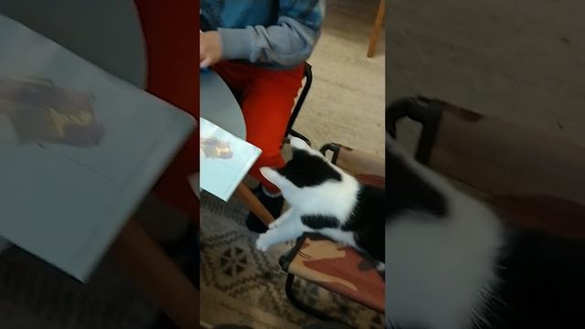 Вертикальное видео Давид смотреть онлайн