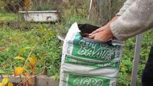 Посадка рододендронов в Подмосковье Часть 2