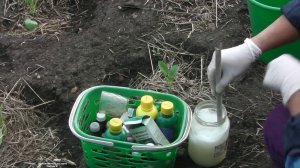 ЭФФЕКТИВНОЕ  СРЕДСТВО ЗАЩИТЫ  КАПУСТЫ  ОТ КРЕСТОЦВЕТНОЙ БЛОШКИ