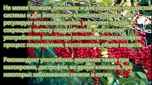 Лимонник... смотреть онлайн
