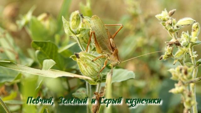 Прямокрылые Беларуси. Кузнечики и кобылки смотреть онлайн