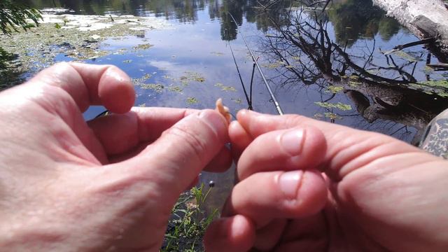 Особенности и секреты ловли Осенняя рыбалка на поплавок смотреть онлайн