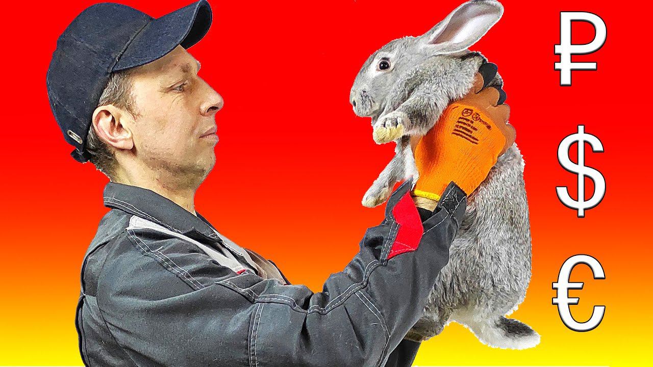 Сколько стоят кролики? смотреть онлайн