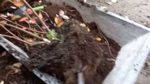 Главная ошибка при пересадке голубики.