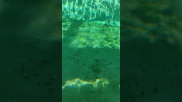 #pinguins #пингвин #животные смотреть онлайн