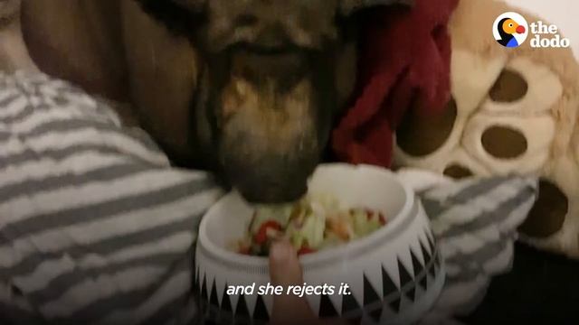 Obese Rescue Pig Finds The Perfect Weight Loss Plan | The Dodo Adoption Day смотреть онлайн