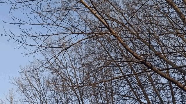 5 апреля народный праздник Никонов день. Народные приметы и традиции. Что делать нельзя. смотреть онлайн