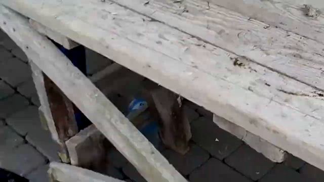 Разбили любимый телефон БРАТА!!!!! смотреть онлайн