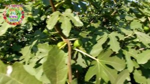 Инжир созрел 24 августа Чтобы быть с урожаем витаминных плодов, летом поливаем и подкармливаем инжи